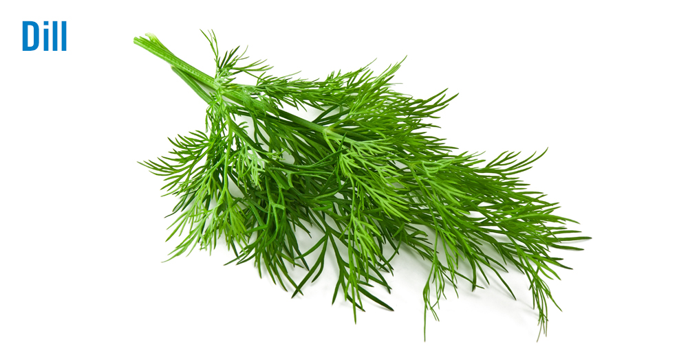 Flavor of the Week Dill adds delicate flavor to dishes Nation's