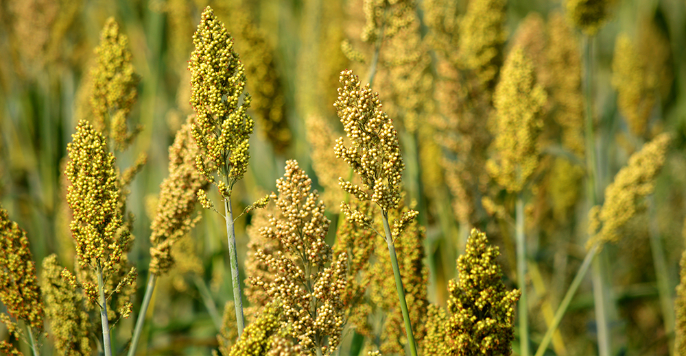 Flavor of the Week Millet, the grain that’s a grass Nation's