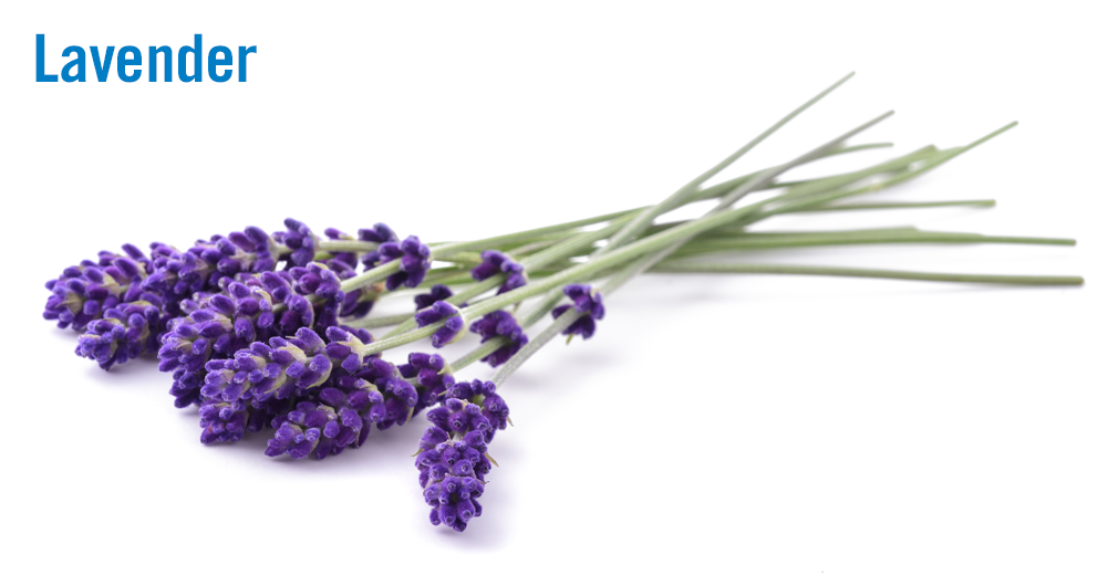 Flavor of the Week: Lavender blossoms past sweet into savory | Nation's ...