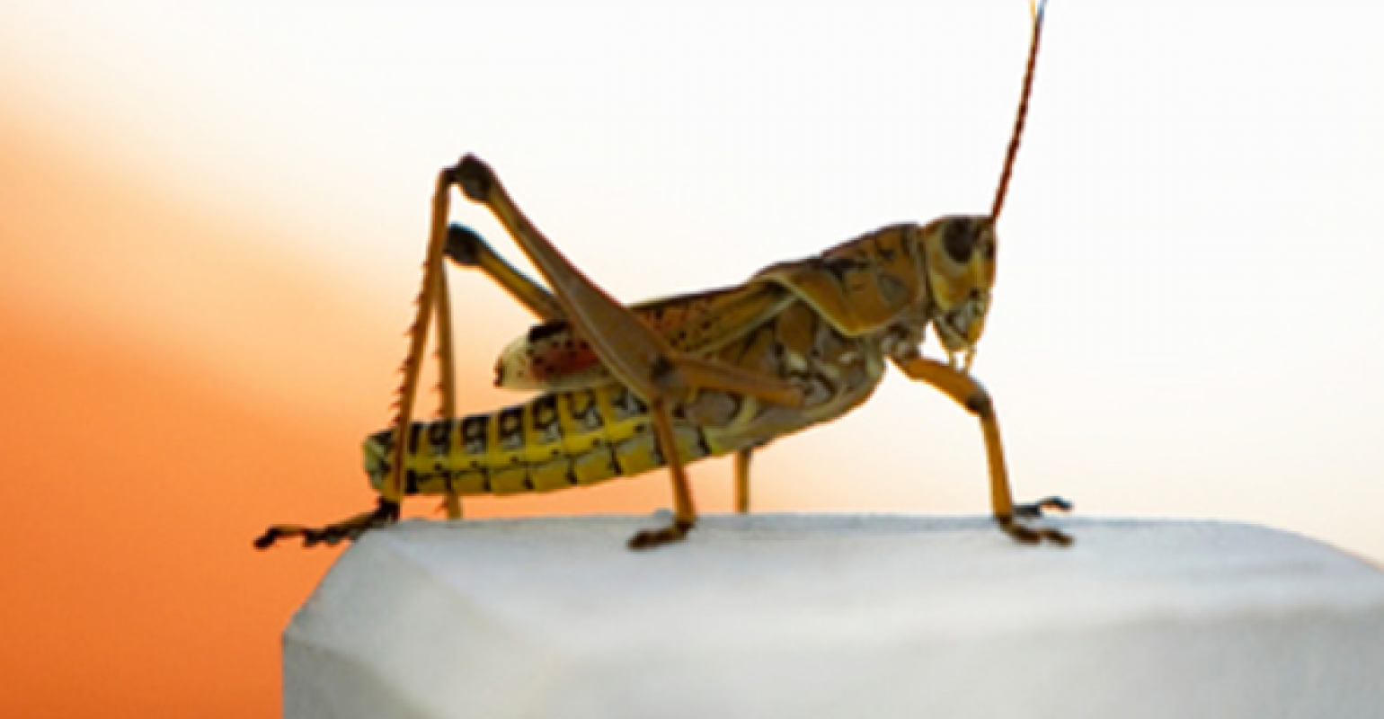 Grasshoppers and Crickets – Fly Fishing Science