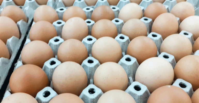 cage-free-eggs.gif