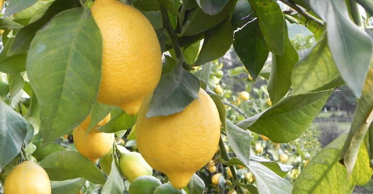 chilean_lemons_ branch_1540x800.jpg