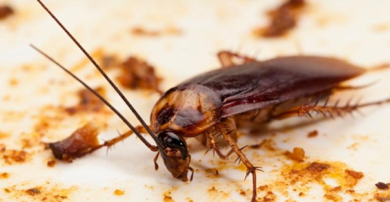 Keeping Roaches Out Of Your Restaurant Pest Management Nation S   Istock40170948small 