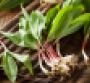 Ramps-featured-image.png