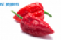 ghost pepper