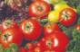 Tomatoes raise new worries of health risks from produce